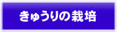 農事法人みずほファーミングのきゅうり栽培